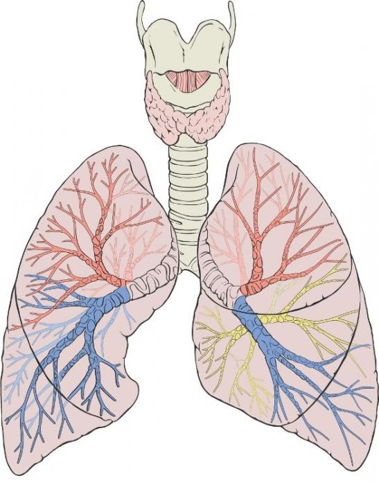 Plaušu struktūra