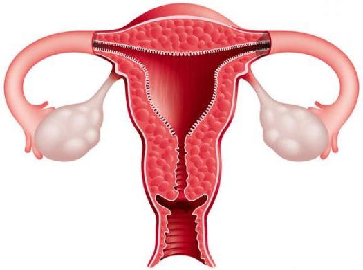 endometrija biezums pēc cikla dienām